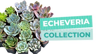 Echeveria Collection | Echeveria Identifications | Succulents Box