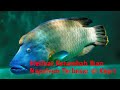 Melihat Ikan Napoleon dan Kerapu (Trip To Anambas Part-3)