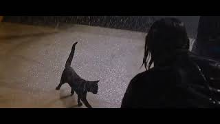 The Matrix Resurrections but its only the Deja Vu cat