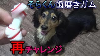 俺の手は歯磨きガムじゃない【カニンヘンダックスフンド】