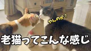 老猫ってこんな感じ【元野良猫】