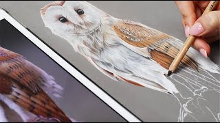 Speed Drawing Barn Owl Timelapse in Pastel Pencils | Wildlife Art