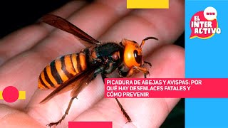 Tragedia en Mendoza: el peligro de las picaduras de abejas