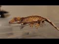 pop tart spawn of angry crested gecko