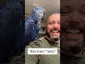 bird parrot funnyanimals pet