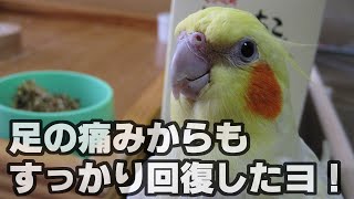 体が固まらないよう飼い主とウォーキング！（25歳オカメインコ）