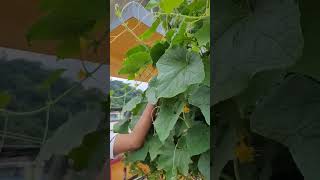 Harvesting from terrace garden | Cucumber plant | Grown on kitchen waste Compost #birdsong #shorts