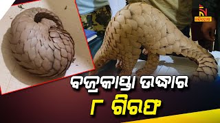 ମୟୂରଭଞ୍ଜ ରାଇରଙ୍ଗପୁରରେ ପାଙ୍ଗୋଲିନ୍ ଉଦ୍ଧାର, 8 ଗିରଫ | NandighoshaTV