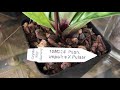 ferncrafts soos orchid haul feb 15 2019