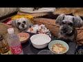 【車中泊の旅in芸予諸島①】犬と猫とわたしの車旅〜尾道 千光寺公園〜