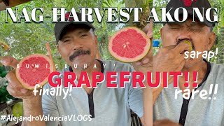 NAG-HARVEST AKO NG GRAPEFRUIT! | BapangAndringVLOG