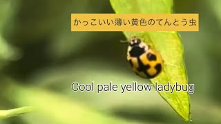 かっこいい薄い黄色のてんとう虫(Cool Pale Yellow Ladybug)