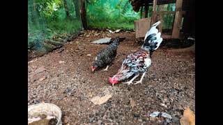 പുള്ളിസ് തൊപ്പി#Spotted #chickens