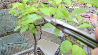 Canada Plum leaf pruning 2020 05 07