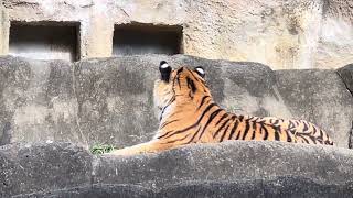 そろそろお部屋に戻っても良いと思っているサーシャちゃん♪ アムールトラ　浜松市動物園にて　2025年2月8日