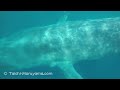 🐳地球史上最大の動物／シロナガスクジラが真下を泳いで行った時のシーン🐋／blue whale encounter the largest animal ever lived