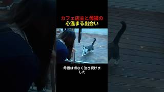 カフェ店主と母猫の心温まる出会い