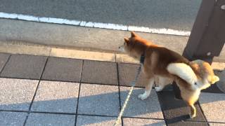 尼崎市立中央図書館＆愛犬スペック