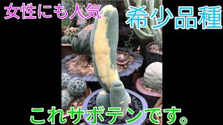 見た目がアレ…。下ネタ注意のこの植物知ってる？