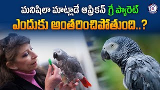 మనిషిలా మాట్లాడే ఆఫ్రికన్ గ్రే ప్యారెట్ ఎందుకు అంతరించిపోతుంది..?#africa #gray #parrot #news #telugu