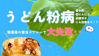 【お酢、にんにく、唐辛子スプレーの作り方】無農薬でうどん粉病にも効果あり？？