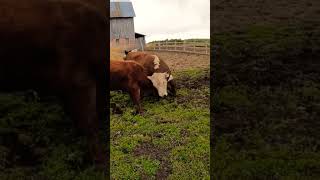 Large Hereford Bull Battles Angus Bull For Dominance