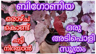 ബിഗോണിയ ചെടിയെ ഇനി ഈസിയായി വളർത്തി എടുക്കാം | gardening malayalam