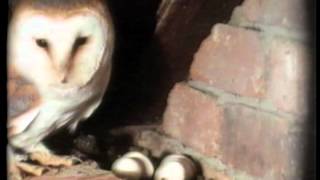 @DavidCobham's 'THE PRIVATE LIFE OF THE BARN OWL' - introduced by Sir David Attenborough I #wildlife