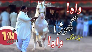 Horse dance with dhol in Pakistan (Part #3) 2019 - Lovely Ghora Dance 😚😘