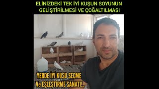 Elinizdeki tek iyi oyun kuşunun soyunu  koruma ve geliştirme!..