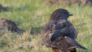 Influenza Aviaire Vogelgriep