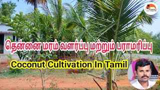 ஒரு வருட தென்னை வளர்ப்பு மற்றும் பராமரிப்பு | Thennai Maram Valarpu Tamil | How To Grow Coconut Tree