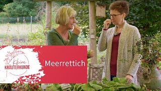 Kleine Kräuterkunde: Meerrettich bei Erkältung | Ruth Pfennighaus