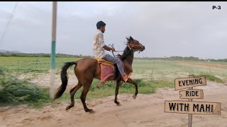 EVENING RIDE WITH MAHI @Sindhi_horse_gujrat | | SINDHI_HORSE_BHUJ | | #sindhihorse #horseriding