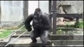 シャバーニ プールでハイテンション☆Shabani of pool ☆ highest