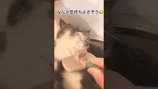 生後380日目 　成猫のごまっちです😸　エキゾチックショートヘア　#shorts #cat #エキゾチック