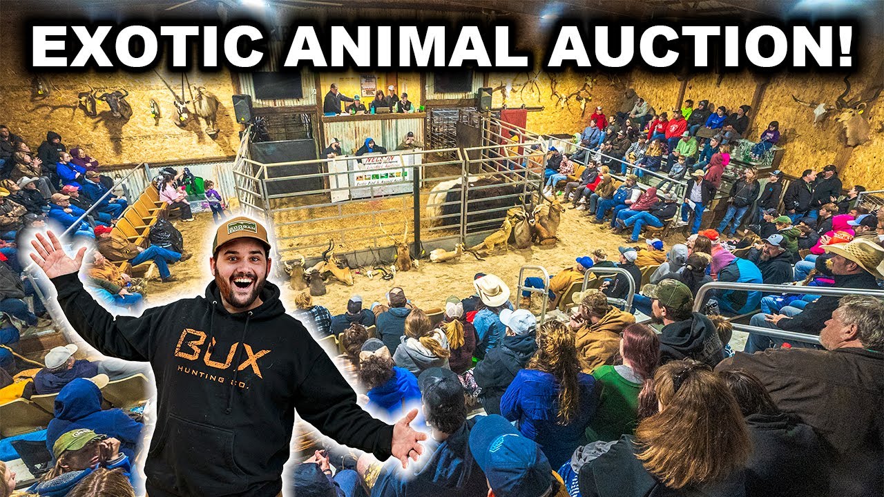 BUYING Backyard Farm Animals at the EXOTIC AUCTION!!!