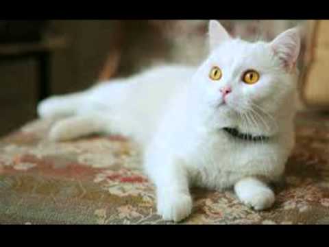 Top 10 most beautiful white cats Top 10 most beautiful white cats