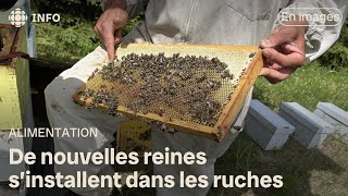 Les abeilles reprennent la production de miel