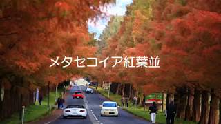 絶景スポットを飛ぶ「メタセコイア紅葉並木」（ドローン４k空撮の抜粋版）