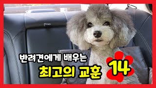 사랑하는 강아지에게 배우는 최고의 교훈, 생활의 지혜 14가지! 【강아지 애정표현, 사랑표현│강아지가 나를 좋아할 때 보이는, 하는 행동】