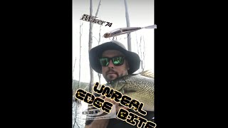 Australian  Bass falling victim to the OSP I Waver SSS EDGE BITE magic prostaffer  Andy Wilson