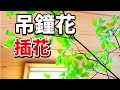 插花教學｜插花經驗44年！花道家宮本理城，教你用吊鐘插花