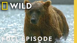 Grizzly Bear Transformation (Full Episode) | Built for the Kill | Nat Geo Animals