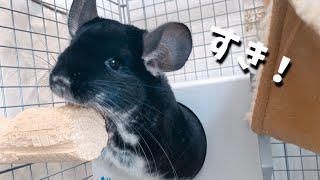 【チンチラ飼育】かじり木に食らいて離れないチンチラ#Shorts