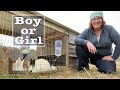 How to tell if your rabbit is a BOY or a GIRL.