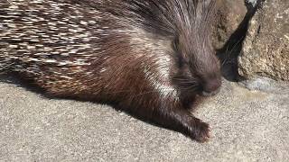 アフリカタテガミヤマアラシ (市川市動植物園) 2018年3月4日