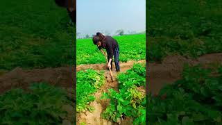 Kisan life 🌱#farming #shortvideo 🌱