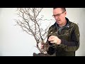 styling a cherry bonsai prunus