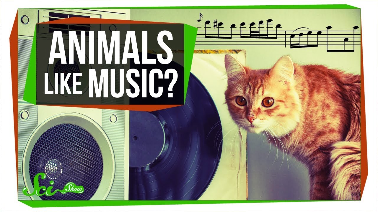 Do Animals Appreciate Music Youtube